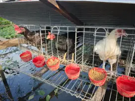 Ayam kampung betina