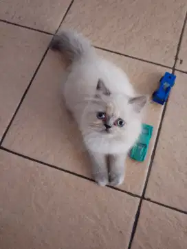 Anak kucing Persia himalaya flatnose