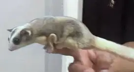 Sugar Glider White Face Ekor Putih