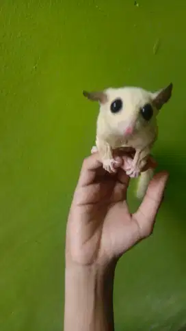 SUGAR GLIDER PLATMOZ BETINA