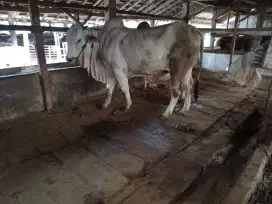 Sapi Siap Kurban