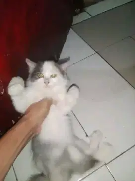 Persia Calico umur 3bln