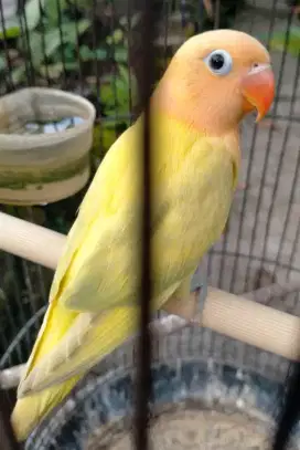 Lovebird biola Aqua blue1 edge