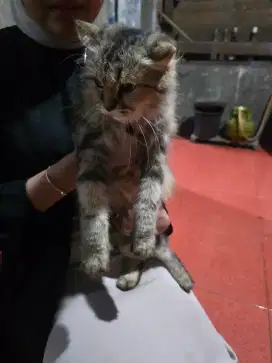 Kucing anggora betina usia tahun