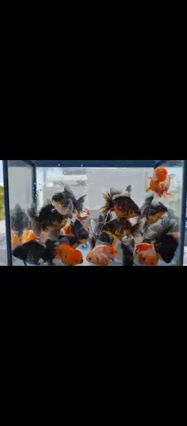 ikan mas koki oranda rancu ryukin