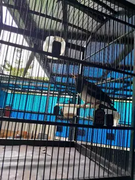JUAL CEPAT SUREN - RAJIN BUNYI