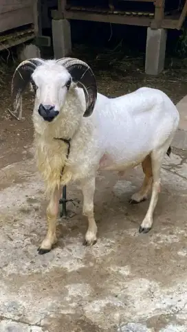Kambing domba Qurban