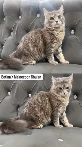 Betiina x mainecoon