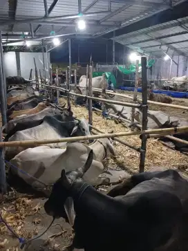 Sapi qurban jenis ongol bima dan bali