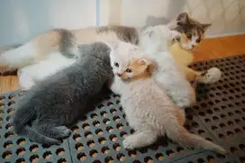 Bsh indukan bawa anak 3