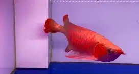 Arwana super red