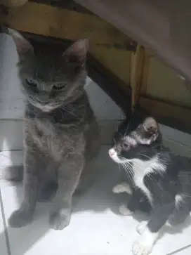 Kucing ras mixdom