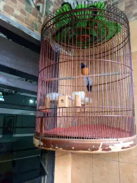 Murai ring ternakan jl lapangan. br selesai mabung fs