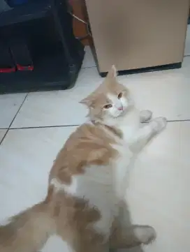 Kucing persia himalaya