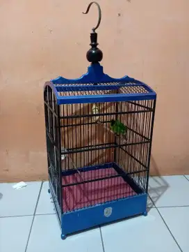 Burung murai pepaya gacor siap gantang