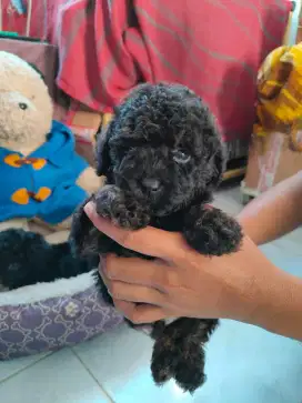Tiny Toy Poodle Cute