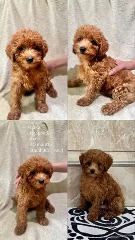 Red toy poodle - berat 1 kg