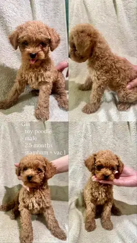 Tiny poodle - berat belum 1 kg