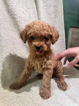 Tiny poodle - berat belum 1 kg