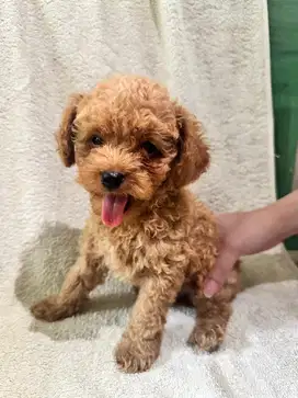 Tiny poodle - berat belum 1 kg