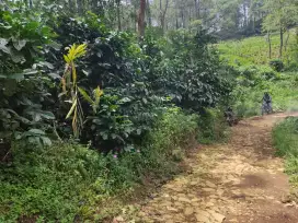 Dijual Tanah Kebun Kopi Produktif - Pinggir jalan Area Wisata Puncak 2