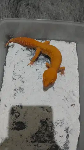 Gecko Sunglow Male Ciamik