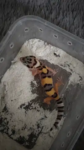 Baby Gecko Macksnow PH Eclipse