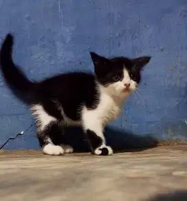 Kitten Munchkin gaelic NS Scottish straight Jantan