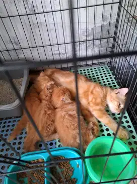 Kucing anggora /kucing persia /borongan kucing persia