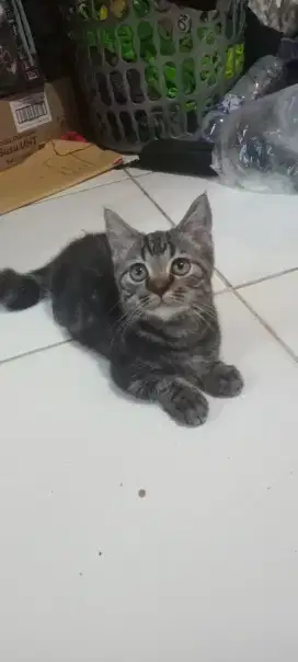 kitten cowo bogel