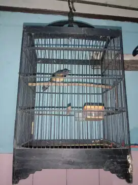 Murai Batu Non Gembung Betina Balak 8. Kaki hitam, Mapan 2 larasan.