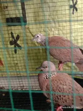 Tekukur trah warna putih sepasang