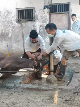 Jasa pemotongan hewan Qurban