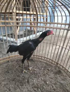 Ayam jago Blackbul krating x Blackrose 4 blnn
