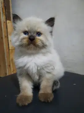 Kucing kitten himalaya
