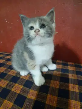Kucing kitten calico