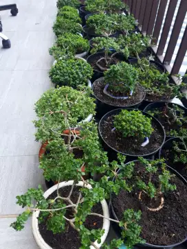Jual bonsai sancang mame