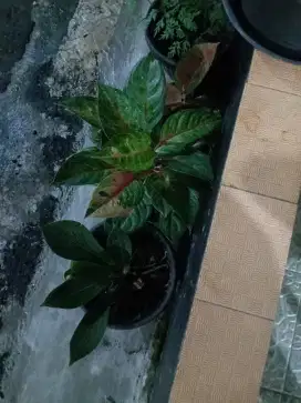 Aglonema kali ada yg minat