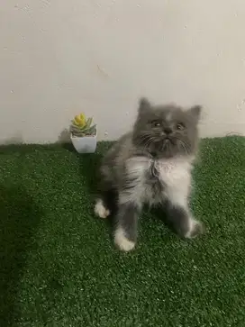Kucing persia longhair