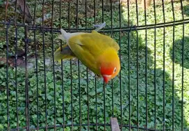 Lovebird pastel/yf/pb duda