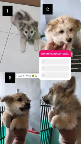 Dijual anjing shitzu dan super mini pom aslinya lebih lucu dan gendut