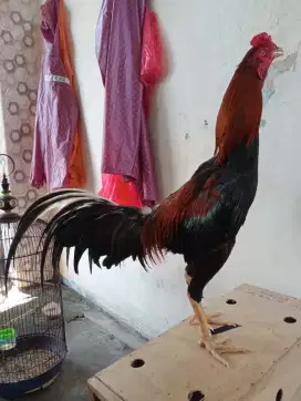 Ayam Bangkok Silangan pokol ropel