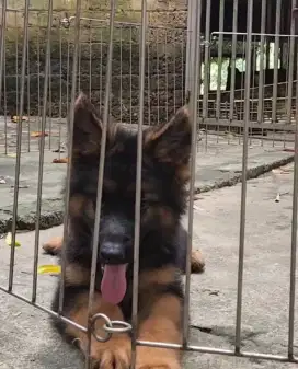 Puppy German shepherds betina