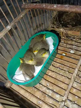ciblek gunung dan pentet lolohan
