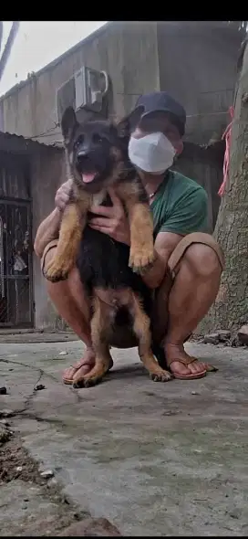 German shepherds jantan