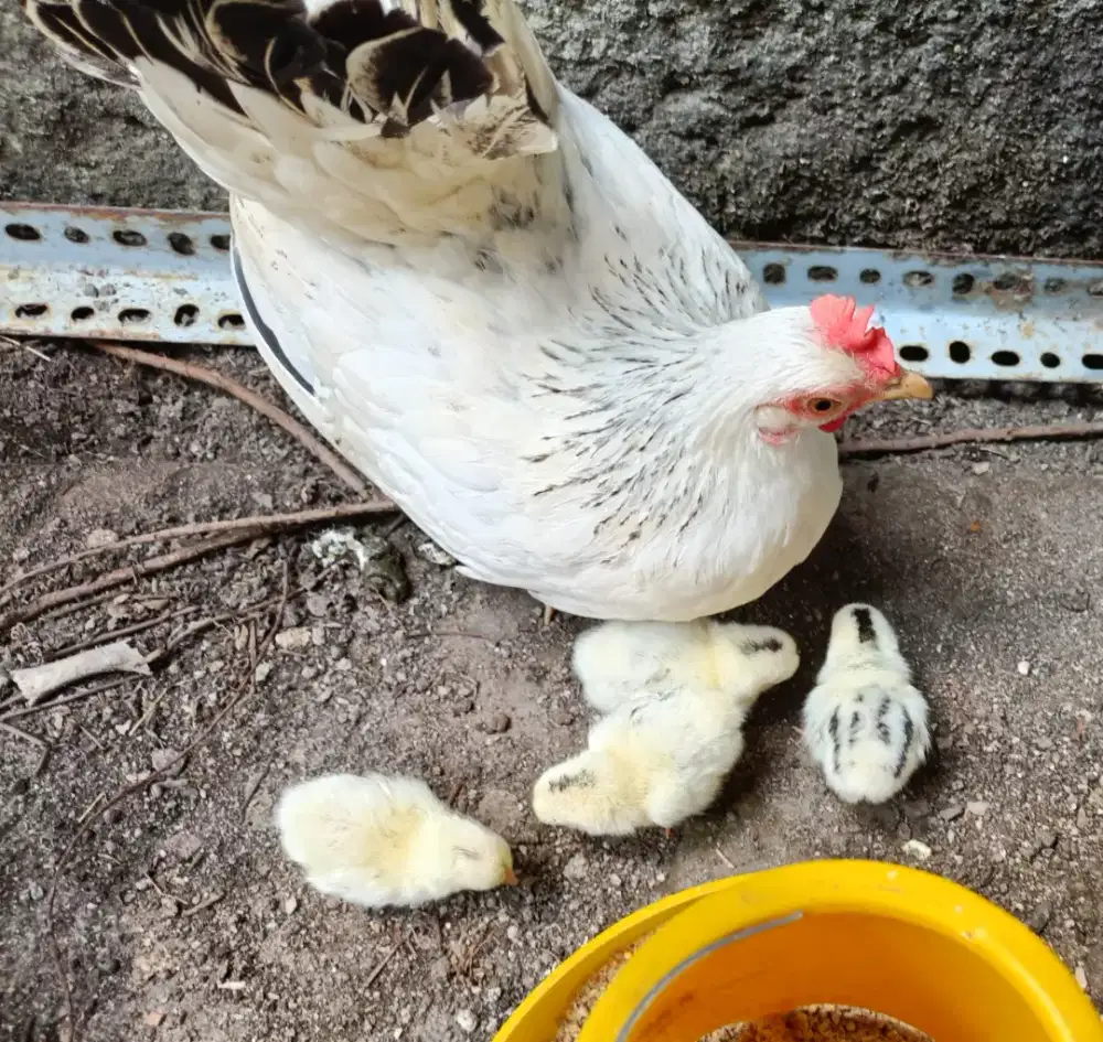 Ayam Kate Jepang Chabo