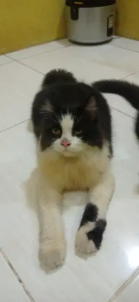 Kucing persia medium