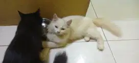 Kucing Persia Medium