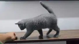 British shorthair kitten