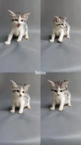 Kitten Persia medium